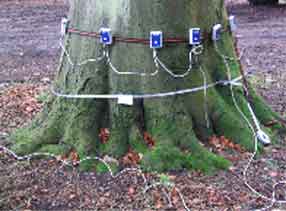 Sonic tree imaging