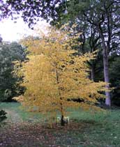 Tree planting tips