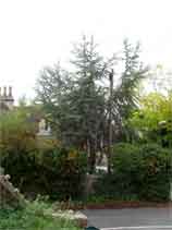 This tree is only a fraction of its size, but untidy surgery has already been needed to free telegraph wires.